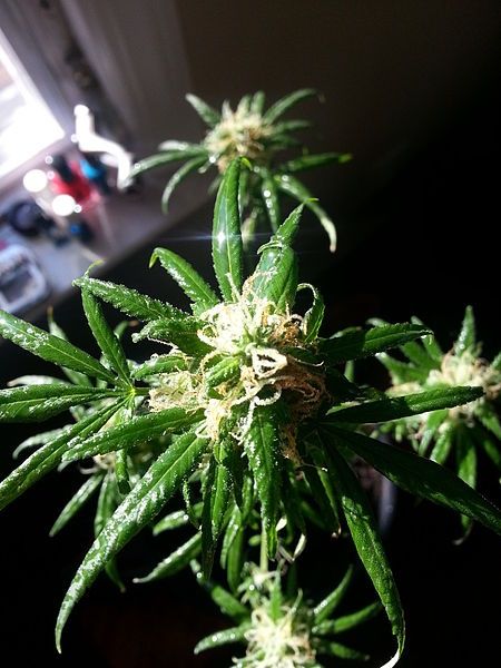 Homegrown Medical Marijuana