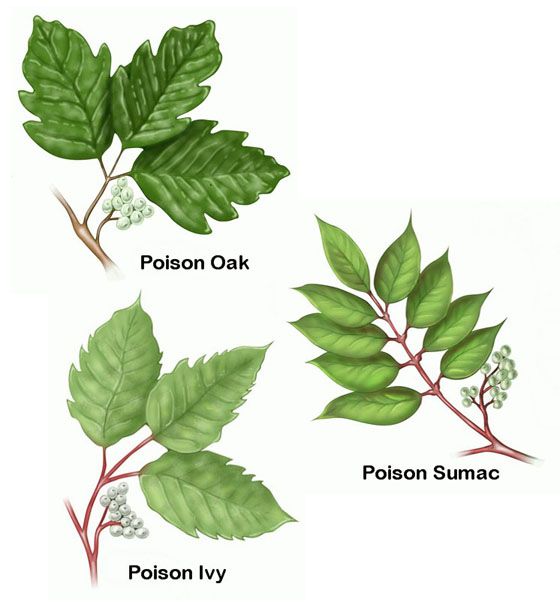Traitement Poison Ivy