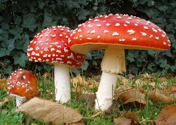 Les champignons vénéneux peut être le secret de la conception de médicaments sans effets secondaires