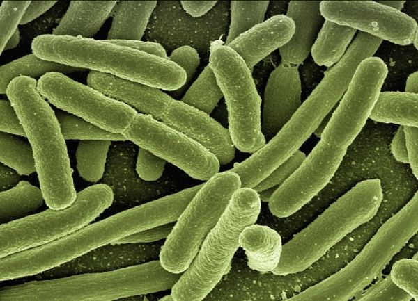 Bactéries E. coli sous un microscope