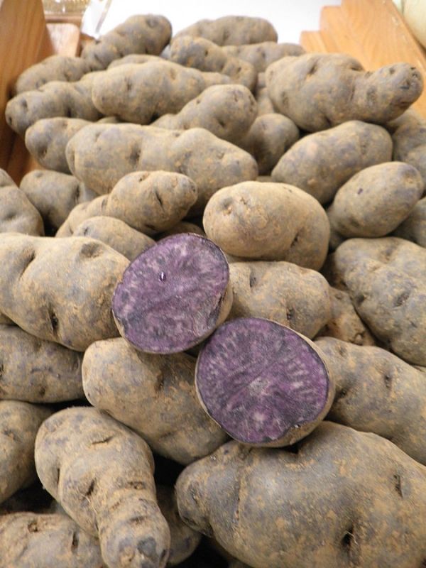 Pommes de terre violettes peuvent aider à inhiber la croissance du cancer du côlon, selon les études de laboratoire.