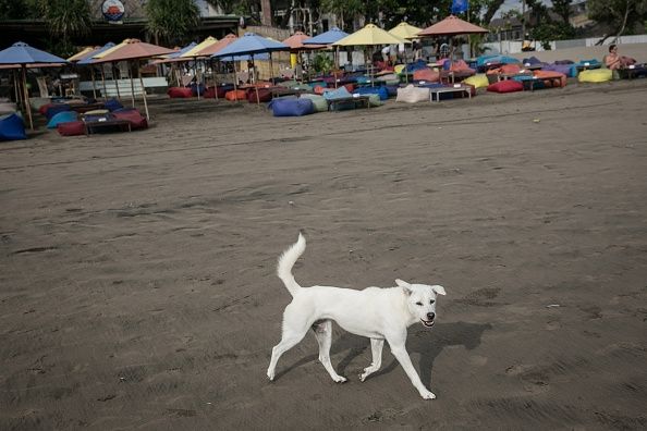 Un chien errant à Bali, où une alerte à la rage a responsables de la santé arrondir chiens errants pour la vaccination.