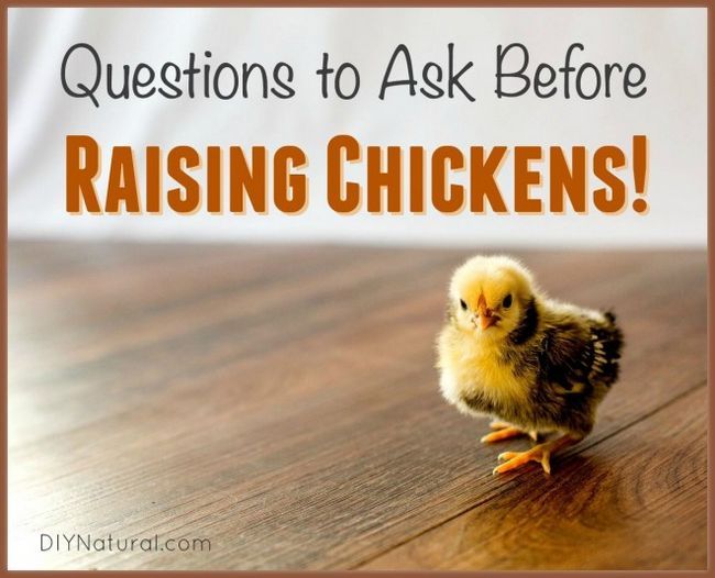 Élevage de poulets? Questions que vous devez demander d'abord!
