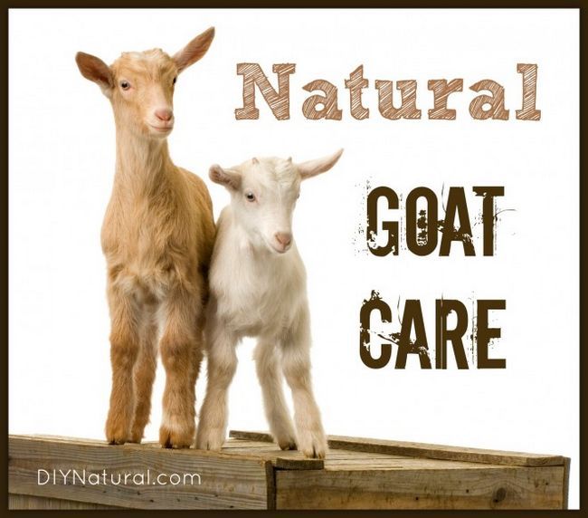 L'élevage de chèvres et comment prendre soin d'eux naturellement