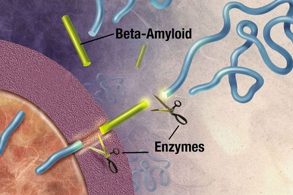 Les enzymes agissent sur l'APP (protéine précurseur de l'amyloïde) et le couper en fragments de protéine, dont l'un est appelé bêta-amyloïde et sa crucial dans la formation de plaques seniles dans la maladie d'Alzheimer