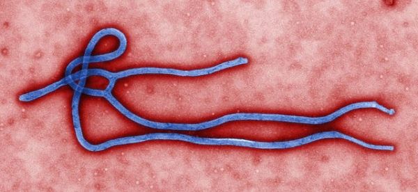 Ebola virus virion. Créé par CDC microbiologiste Cynthia Goldsmith, cette micrographie électronique à transmission colorisé (TEM) a révélé certains de la morphologie ultrastructurale affiché par un virus Ebola virion.