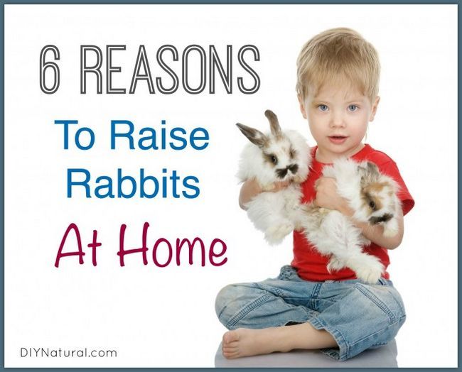 Six raisons de commencer à élever des lapins à la maison