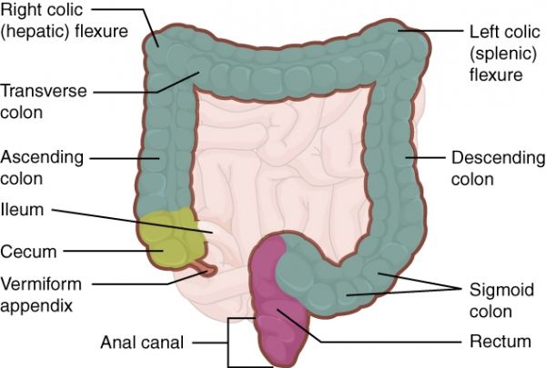 Un diagramme du gros intestin, où le & # 034-Smart & # capsule 034- libérerait les médicaments nécessaires pour des conditions comme Crohn's disease. 