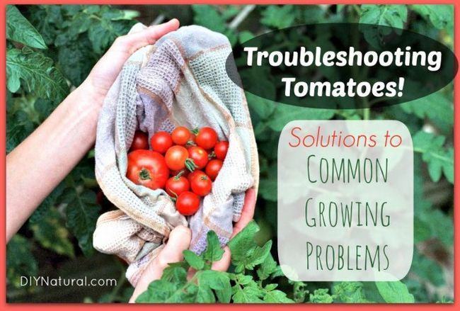 Solutions aux problèmes communs dans les plants de tomates