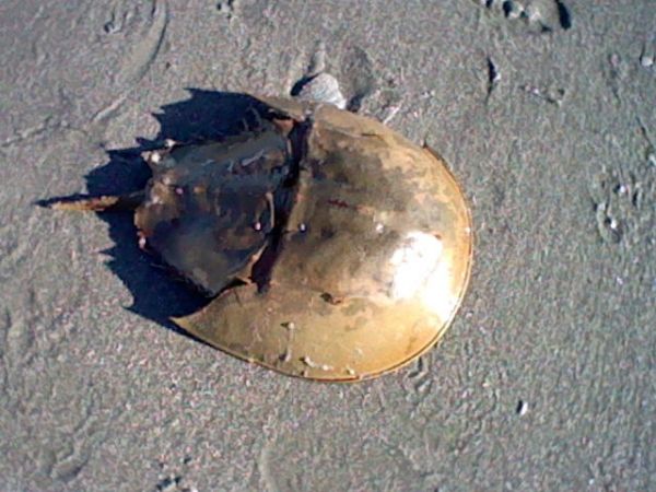 Une coque de crabe fer à cheval Une coque de crabe fer à cheval