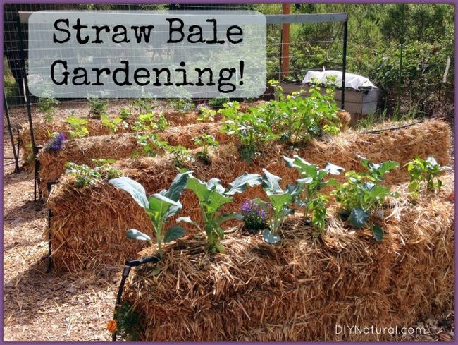 Ballots de paille jardinage: un moyen facile de cultiver de la nourriture