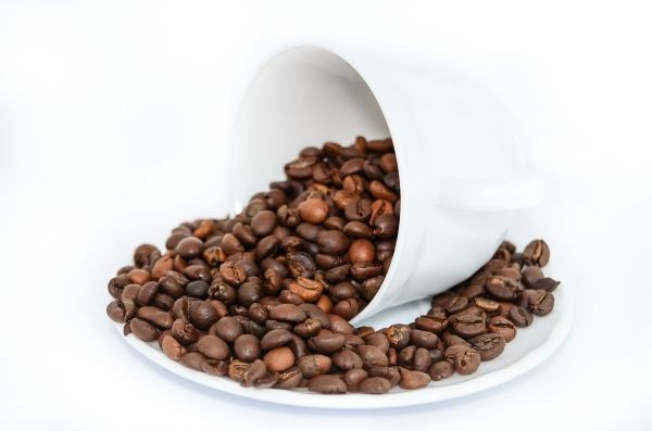 La production de caféine se révèle être l'un des meilleurs exemples de la sélection naturelle et de l'évolution.