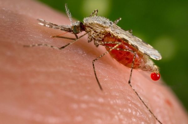 Anopheles stephensi Anopheles stephensi