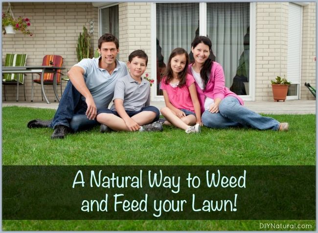 La façon naturelle de Weed and Feed votre pelouse