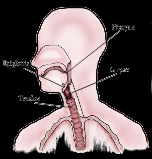 Un homme en Pologne a subi une greffe de la gorge, qui comprend la trachée, l'œsophage et du larynx. Un homme en Pologne a subi une greffe de la gorge, qui comprend la trachée, l'œsophage et du larynx.