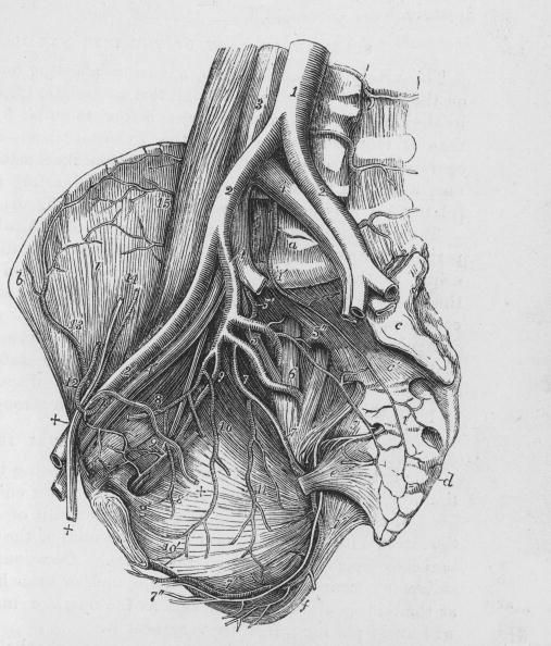 Un diagramme du cœur.