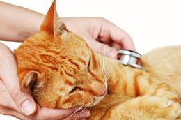 Top 10 des problèmes de santé et les maladies les plus courantes de chat