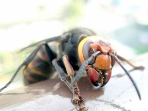 Top 10 la liste des insectes les plus dangereux