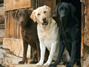trois différentes couleurs-Labrador Retriever-Chien-Photos-