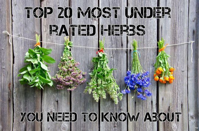 Top 20 la plupart des herbes sous-évalué de guérison que vous devez savoir à propos de