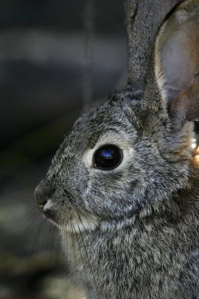 Ce lapin peut être mignon, mais il pourrait être porteur de la tularémie.
