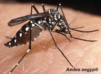 Le moustique Aedes aegypti est le vecteur responsable de la propagation de la dengue.