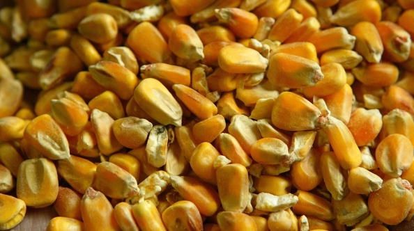 La plupart du maïs cultivé aux États-Unis est génétiquement modifié. L'USDA est la création d'un processus de certification pour les aliments qui sont sans OGM.