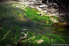 Les algues vertes
