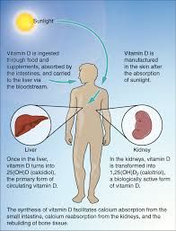 La vitamine D est faite dans la peau par exposition au soleil.