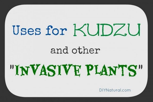 Plantes envahissantes Kudzu