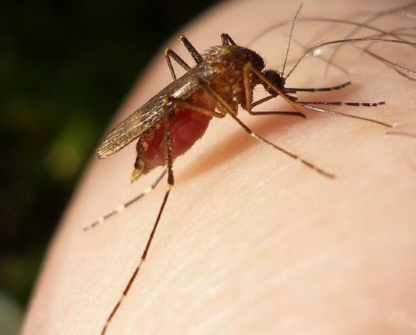 Populations moustique porteur du virus du Nil occidental ont été identifiées dans plusieurs codes postaux à travers l'état du Nevada.