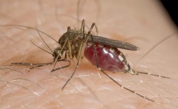 12 nouveaux cas du virus du Nil occidental par les moustiques identifié en Louisiane.