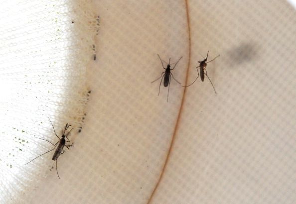 Responsables de la santé Attendez active Saison du Nil occidental Responsables de la santé Attendez active Saison du Nil occidental
