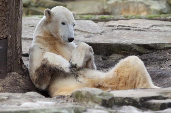 Knut, l'ours polaire, un animal bien-aimé au zoo de Berlin, avait une encéphalite rare qui affecte aussi les gens.