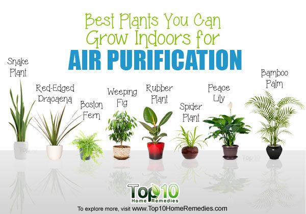 10 meilleures plantes que vous pouvez cultiver à l'intérieur de purification d'air