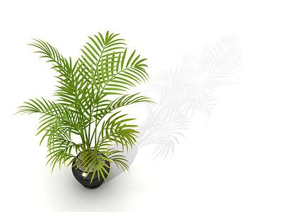 Palm bambou