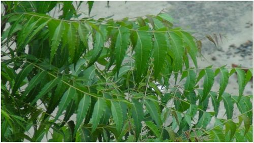 Neem