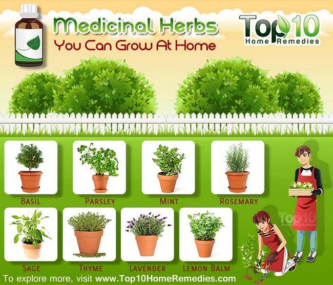 herbes médicinales que vous peuvent se développer dans votre jardin