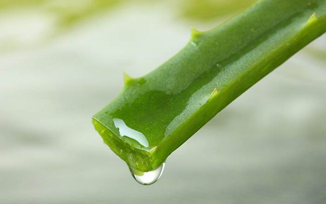 aloe vera pellicules remède