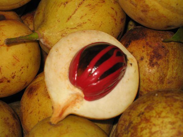 Nutmegs