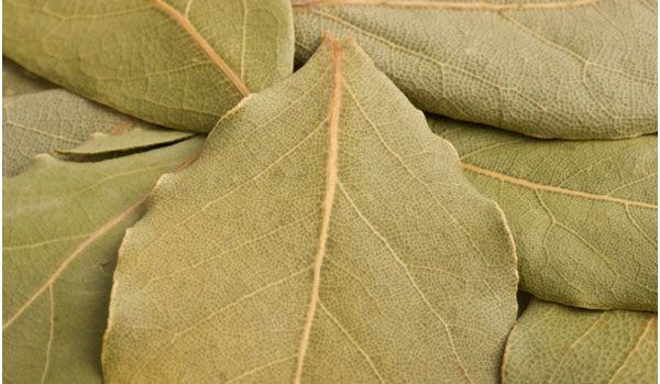 avantages de la feuille de laurier