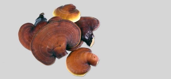 20 prestations-maladie étonnantes de champignons Ganoderma