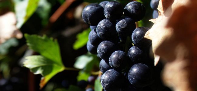 21 meilleurs avantages de raisins pour la peau, des cheveux et santé