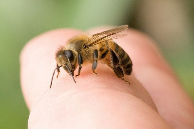 abeille maison de piqûre remèdes