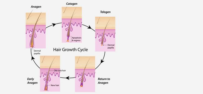 3 phases de cycle de croissance des cheveux