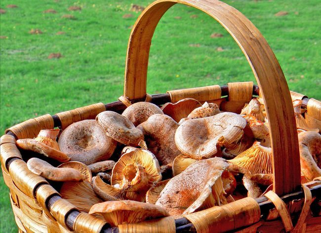 5 choses que vous pouvez faire avec Home Grown Champignons (autres que les manger)