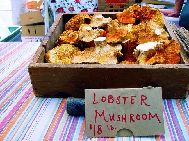 5 choses que vous pouvez faire avec Home Grown Champignons (autres que les manger)