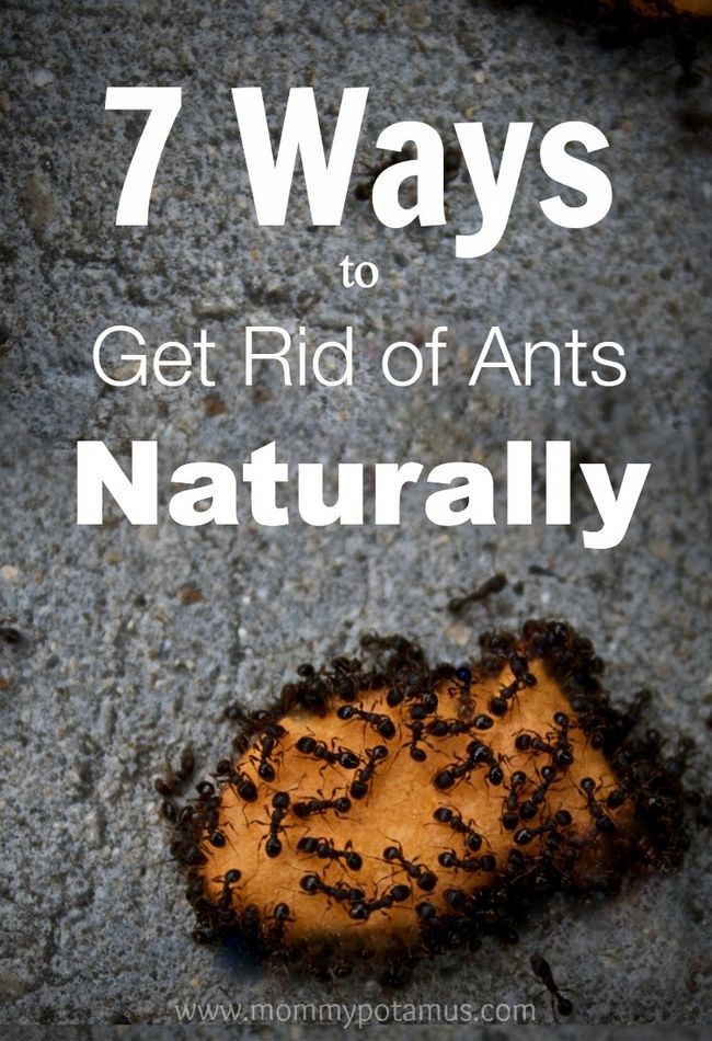 7 façons de se débarrasser des fourmis Naturellement