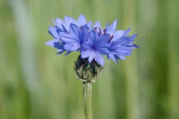avantages bleuet de la peau