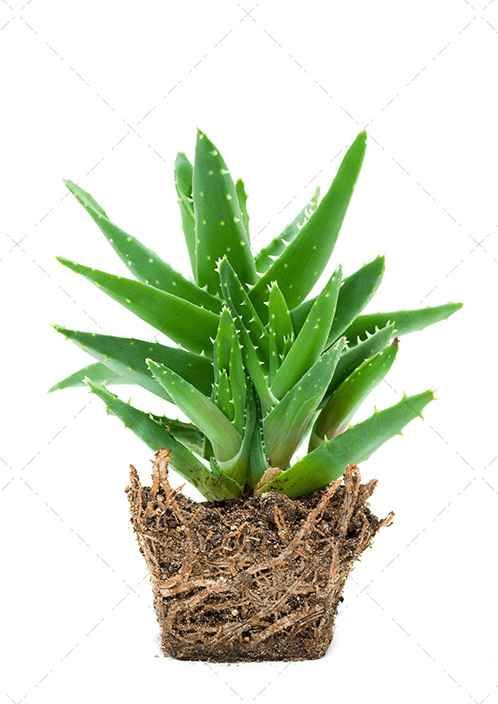 aloeveratips